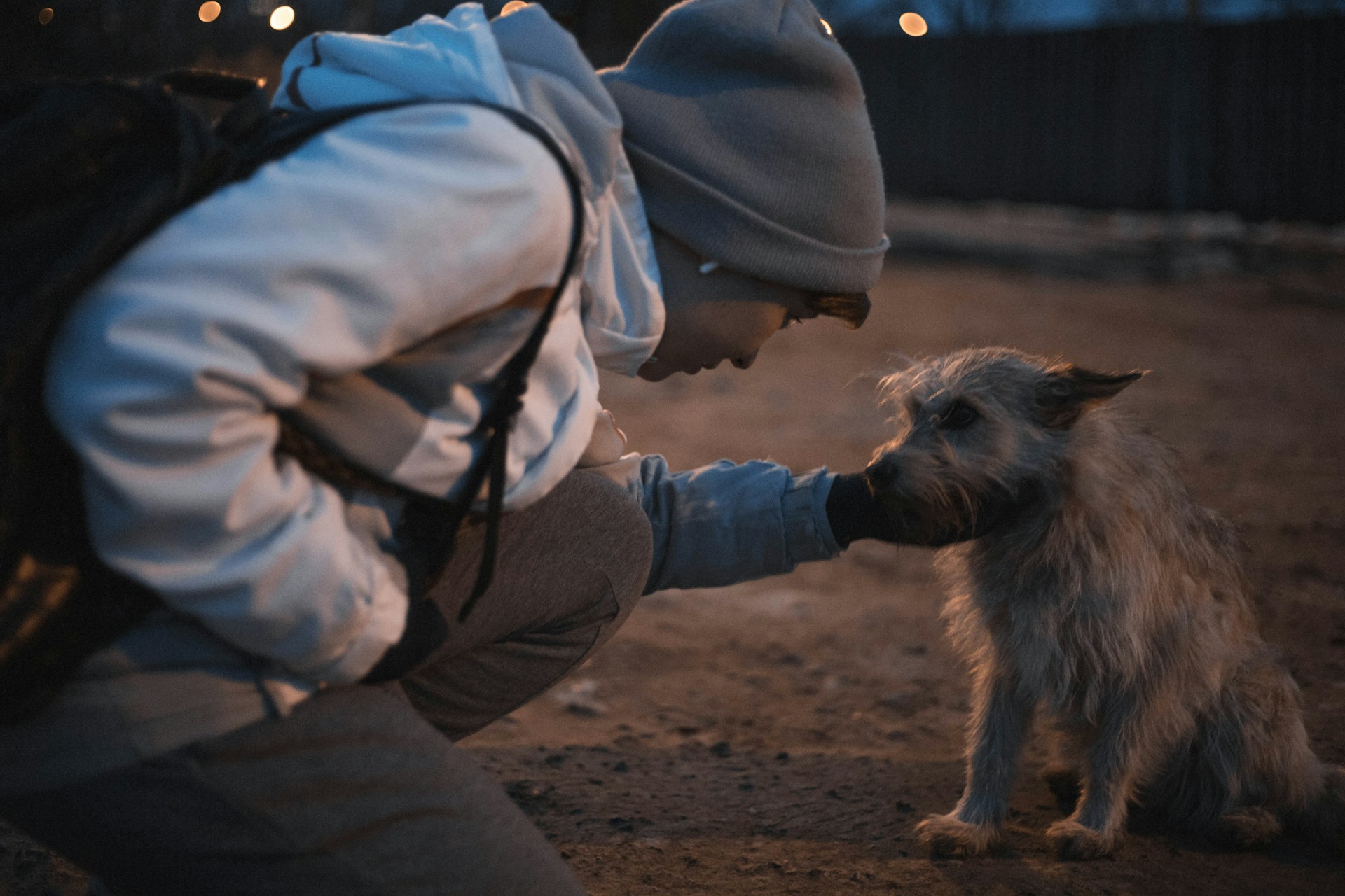 Human gently stroking puppy