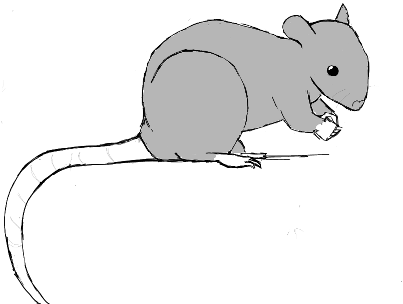 rat sitting on ground, glancing at viewer